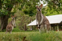 AUS - Carnarvon NP 1504